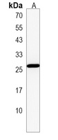 Anti-RNASE8 Antibody