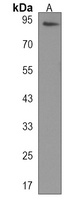 Anti-ARMC9 Antibody