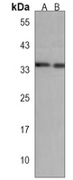 Anti-TAF8 Antibody