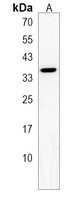 Anti-BEAN1 Antibody