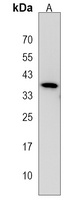 Anti-WDR25 Antibody