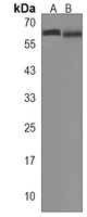 Anti-APCDD1 Antibody