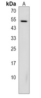 Anti-HTRA1 Antibody