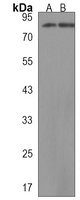 Anti-KCTD3 Antibody