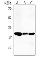Anti-GFRA4 Antibody