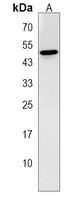 Anti-SGPP1 Antibody