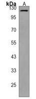 Anti-NDST1 Antibody