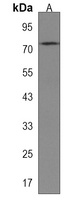 Anti-RNF43 Antibody