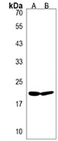 Anti-BIK Antibody