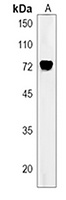 Anti-TM9SF2 Antibody