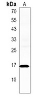 Anti-PRLH Antibody