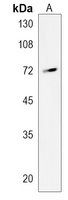 Anti-REPS2 Antibody