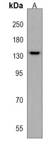 Anti-ATAD2 Antibody