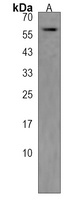 Anti-MPP3 Antibody