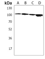 Anti-MMRN2 Antibody