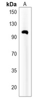 Anti-ANKRD6 Antibody