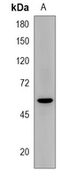 Anti-ODF2L Antibody