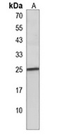 Anti-BCL2A1 Antibody