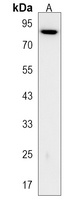 Anti-SIM1 Antibody