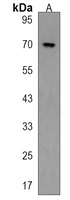 Anti-PIK3AP1 Antibody