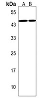 Anti-LOXL3 Antibody