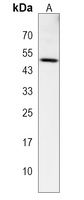 Anti-DSN1 Antibody