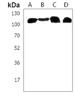 Anti-SEL1L3 Antibody