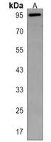 Anti-NCX3 Antibody