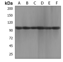 Anti-XYLT1 Antibody