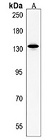 Anti-PLEKHH1 Antibody