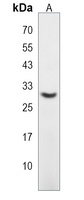 Anti-DNAJC27 Antibody