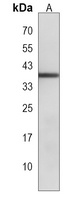 Anti-SLC30A7 Antibody