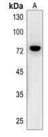 Anti-CTTNBP2NL Antibody