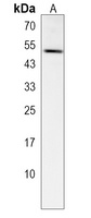 Anti-GTPBP10 Antibody