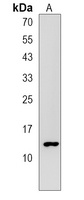 Anti-HIST1H2BL Antibody