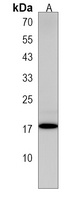 Anti-CNRIP1 Antibody