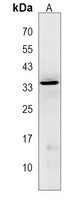 Anti-LIX1L Antibody