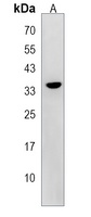 Anti-BEND6 Antibody