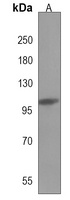 Anti-TTLL4 Antibody