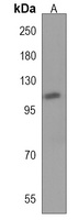 Anti-HIPK1 Antibody