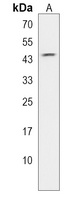 Anti-RBM42 Antibody