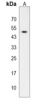 Anti-MBOAT4 Antibody