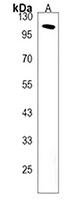 Anti-GRIN3B Antibody