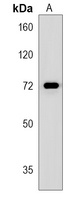 Anti-POU6F2 Antibody