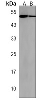 Anti-PRMT8 Antibody