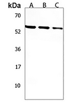 Anti-SLC36A1 Antibody