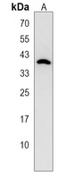 Anti-OR5AS1 Antibody