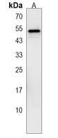 Anti-RINL Antibody