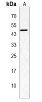 Anti-ZMYND10 Antibody