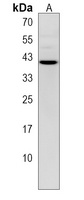 Anti-PURB Antibody